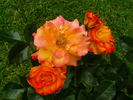 Wildcat rose photo