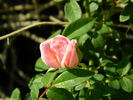 GTDLFED rose photo