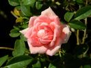 GTDLFED rose photo