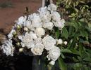 Snow Spray rose photo