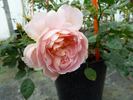 RO10020-1 rose photo