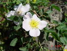 <i>Rosa canina</i> alba rose photo