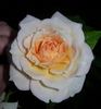APMXSL rose photo