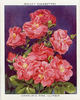 Chaplin's Pink Climber rose photo