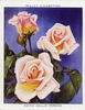 Edith Nellie Perkins rose photo