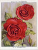 J.C. Thornton rose photo