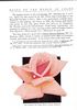Edith Nellie Perkins rose photo