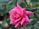 Montesquieu rose photo