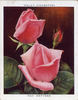 May Wettern rose photo