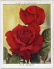 W. E. Chaplin rose photo