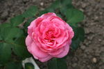 Indianna Mae rose photo