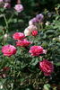Indianna Mae rose photo
