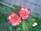 High Society® rose photo