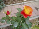 High Society® rose photo