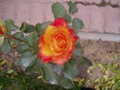 High Society® rose photo
