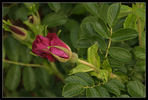 Freycinet rose photo