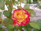 High Society® rose photo
