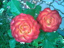High Society® rose photo