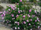 Perle von Weissenstein rose photo
