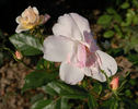 Elfe rose photo