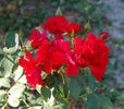 Rosorum rose photo