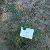 Bambula ® rose photo