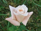 Eleganza rose photo