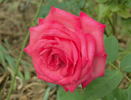 Love's Kiss rose photo