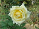 Pasadena Star rose photo