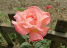 Spirit of Glasnost rose photo