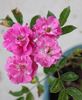 Mrs. Tom Henderson rose photo