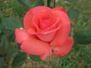 Mesmerized rose photo