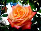 Jura rose photo