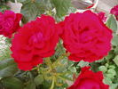 Grand Gala rose photo
