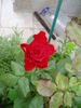 Grand Gala rose photo