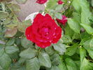 Grand Gala rose photo