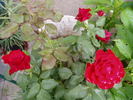 Grand Gala rose photo