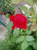 Grand Gala rose photo