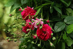Paulette Bentall rose photo