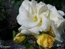Demetra ® rose photo