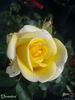 Demetra ® rose photo