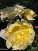 Demetra ® rose photo
