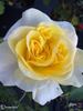 Demetra ® rose photo