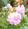 RO10027-1 rose photo