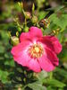 <i>Rosa moyesii</i> 'Sealing Wax' rose photo