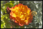 Wildcat rose photo