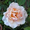 Anne Watkins rose photo