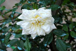 Maria Leonida rose photo