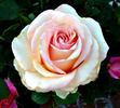Gentle Giant's Child rose photo