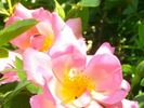 Gwen Nash rose photo